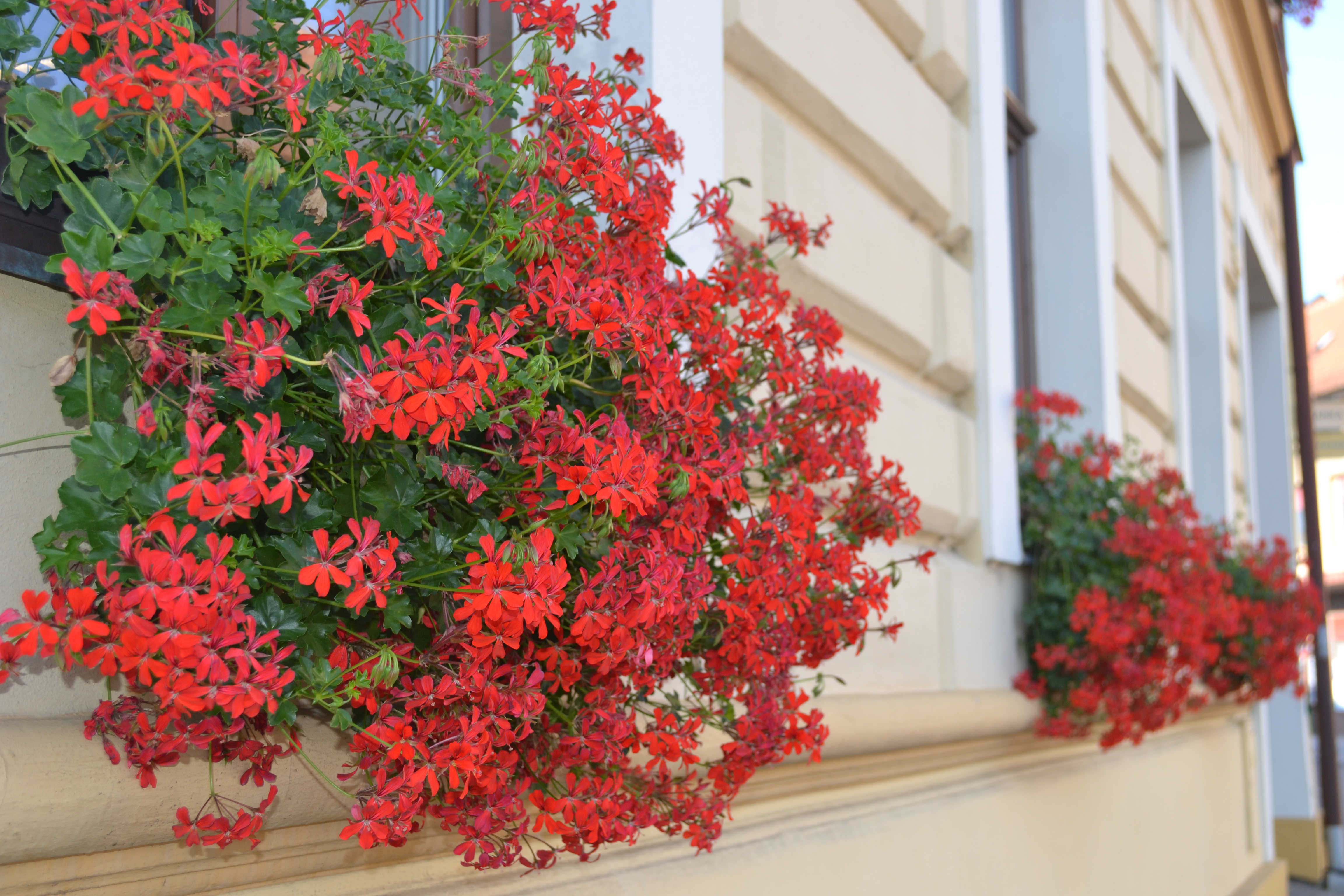 Kvetoucí okna penzionu Ludor